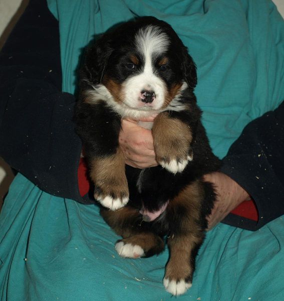pejsek č. 5 (male 5) 