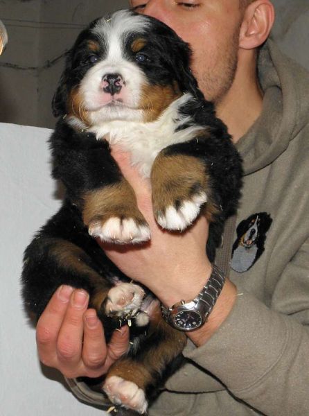 pejsek č. 5 (male 5) 