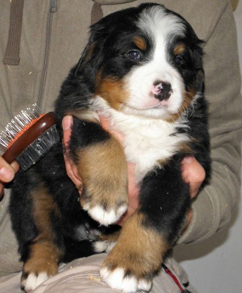 pejsek č. 5 (male 5) 
