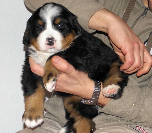 pejsek č. 5 (male 5) 