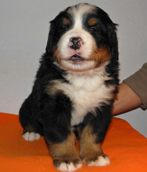 pejsek č. 5 (male 5) 