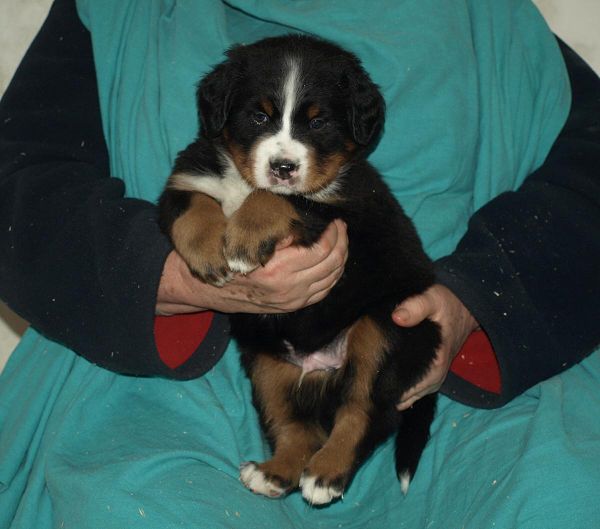 pejsek č. 6 (male 6)  - Perseus