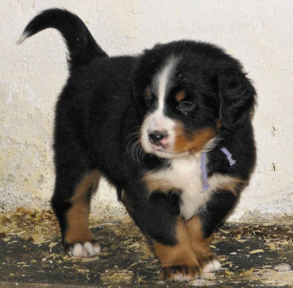 pejsek č. 6 (male 6)  - Perseus