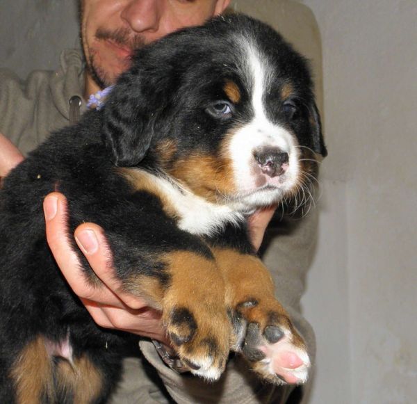 pejsek č. 6 (male 6)  - Perseus