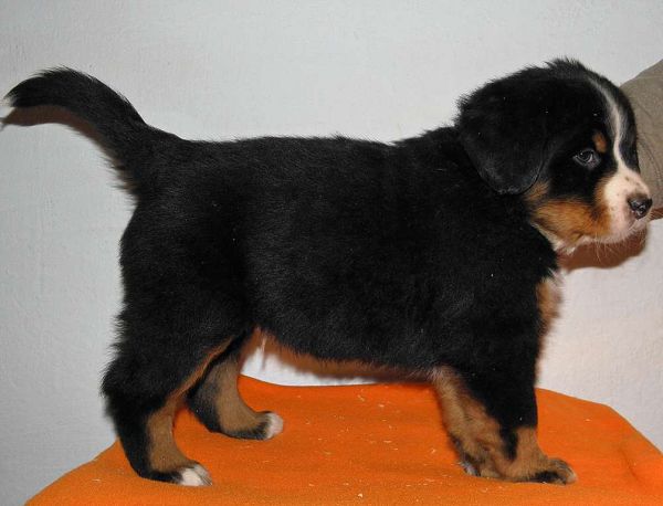 pejsek č. 6 (male 6)  - Perseus