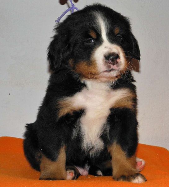 pejsek č. 6 (male 6)  - Perseus