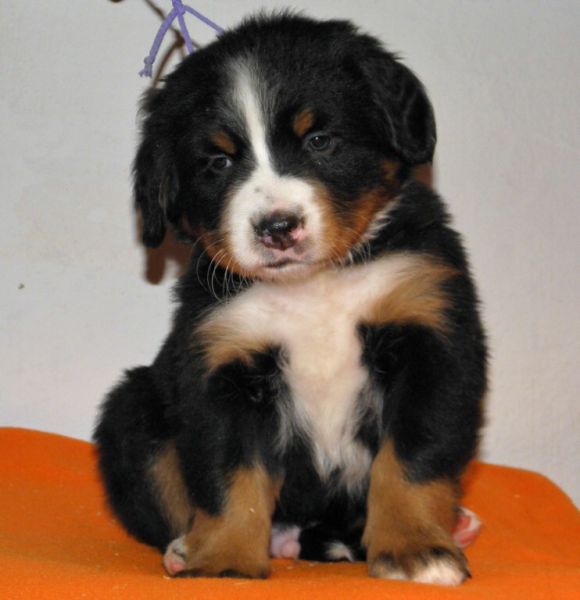 pejsek č. 6 (male 6)  - Perseus