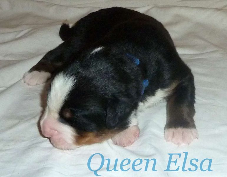 Romeo 