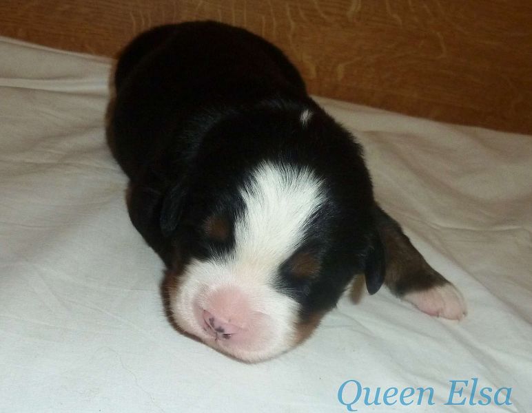 Romeo2 