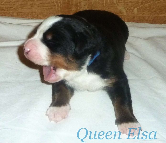 Romeo3 