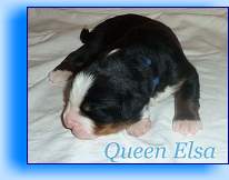 Romeo 
