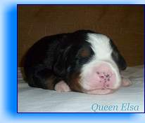 Romeo1 