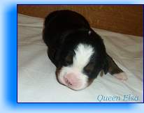 Romeo2 