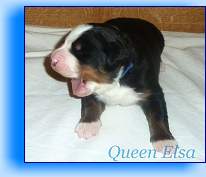 Romeo3 