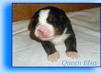 Romeo4 