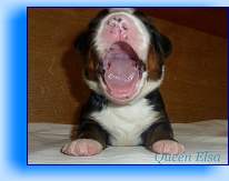 Romeo5 