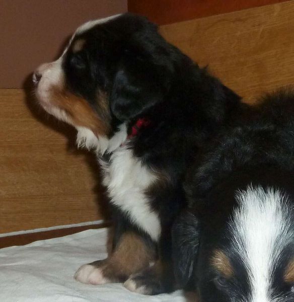 Rocky_2 