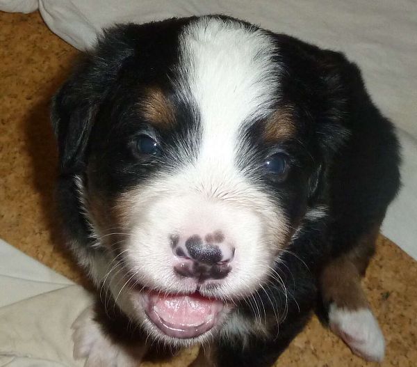 Rocky1 