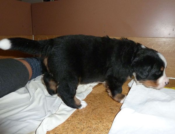 Romeo1 