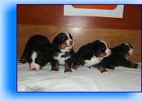 Rocky_Rambo_Romeo_Robin.Hood 