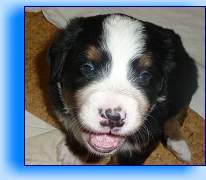Rocky1 