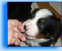 Rocky2 