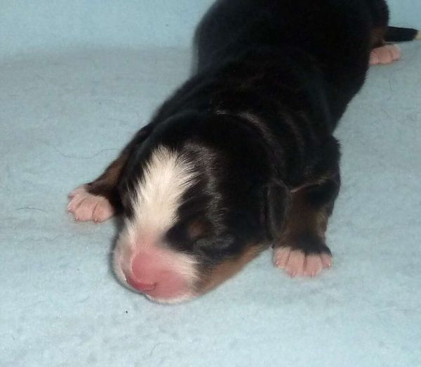 Rocky2 