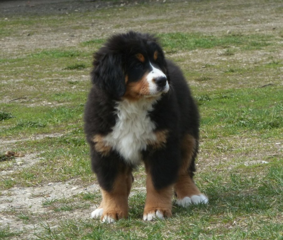 Snowflake, Samuel a Sirius Black - 10. týdnů. Na cvičá
