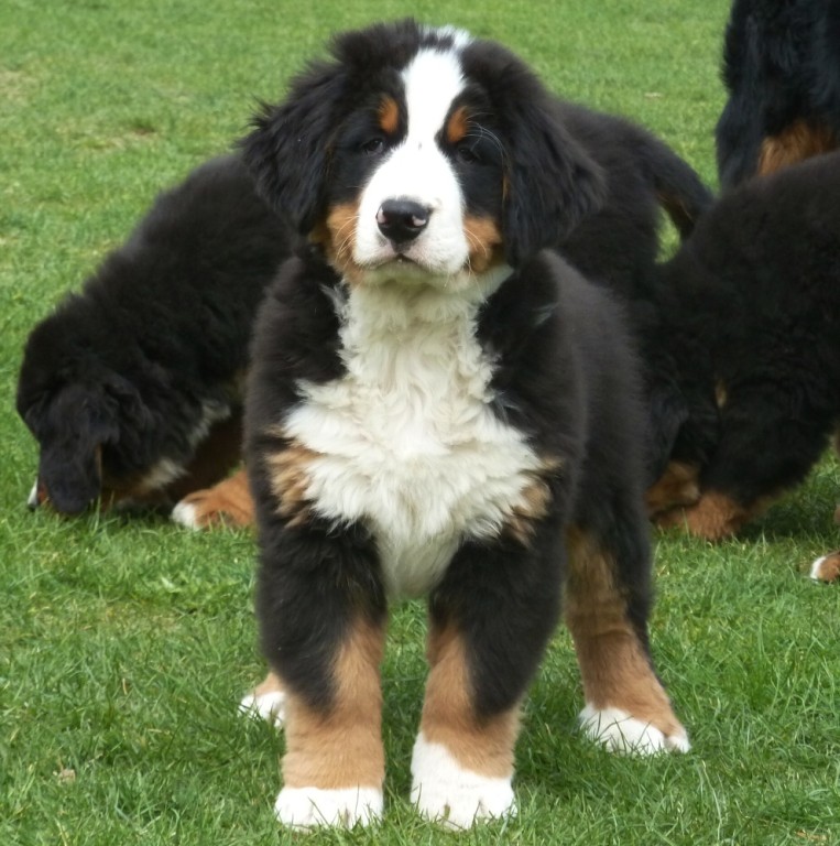 Snowflake, Samuel a Sirius Black - 10. týdnů. Na cvičá