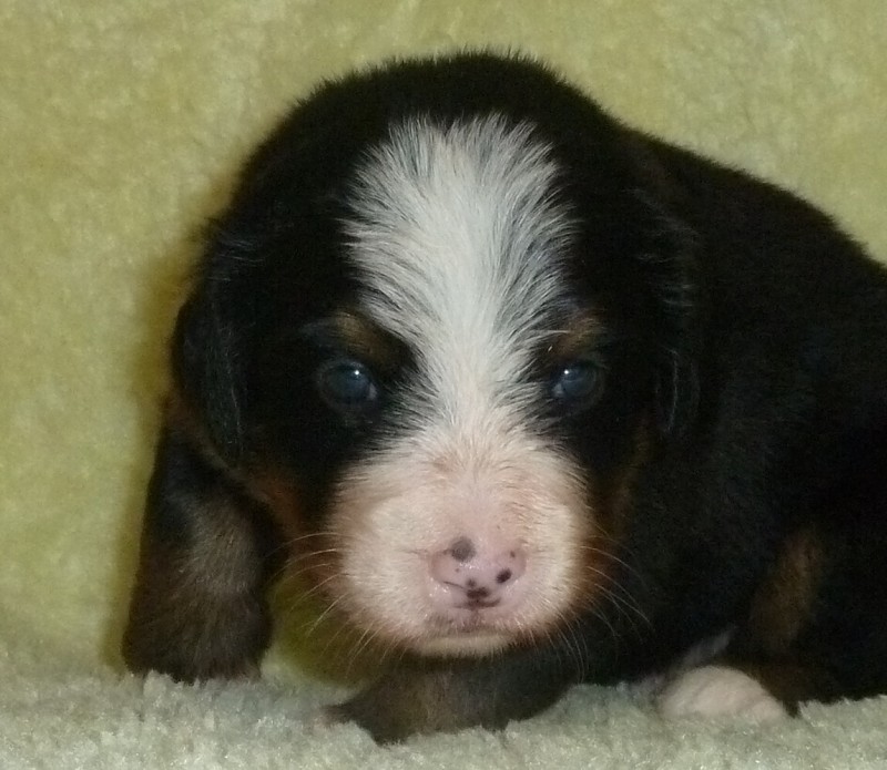 Trevor2 