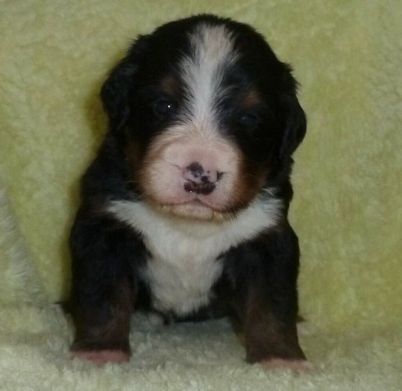 Tristan1 