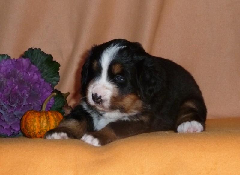 Fenka_1