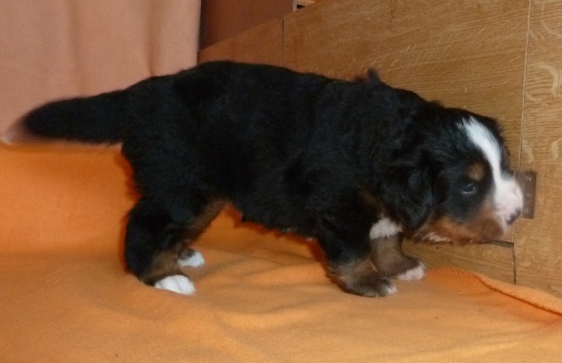 Fenka_1