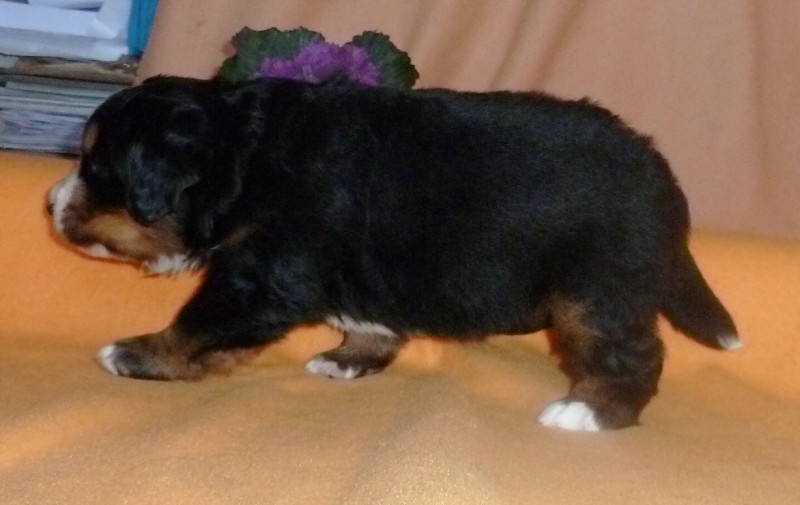Fenka_1