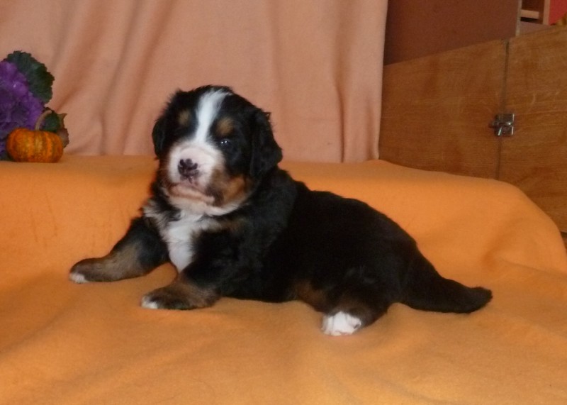 Fenka_1