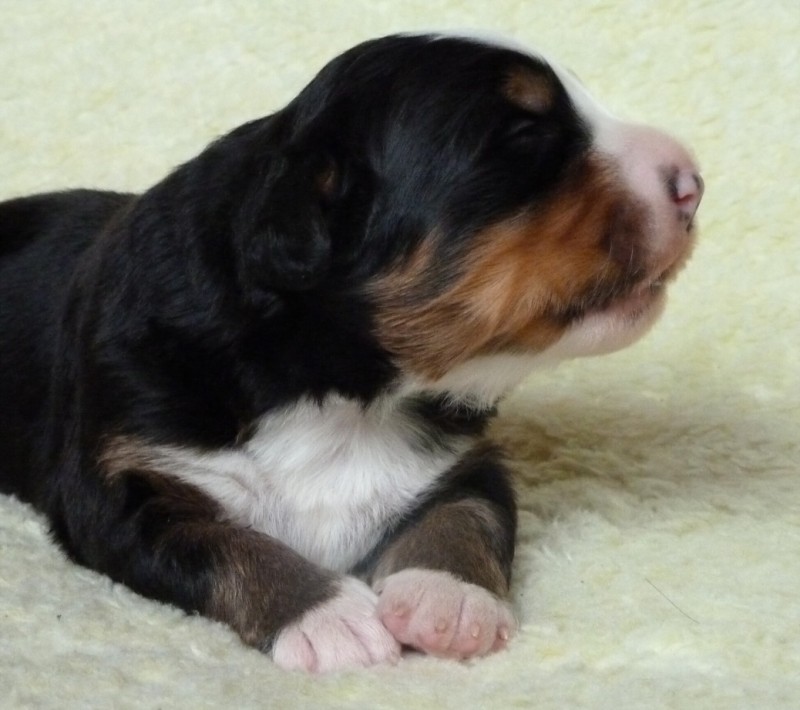 VALLEY BUICK Queen Elsa - 11 dní (days)