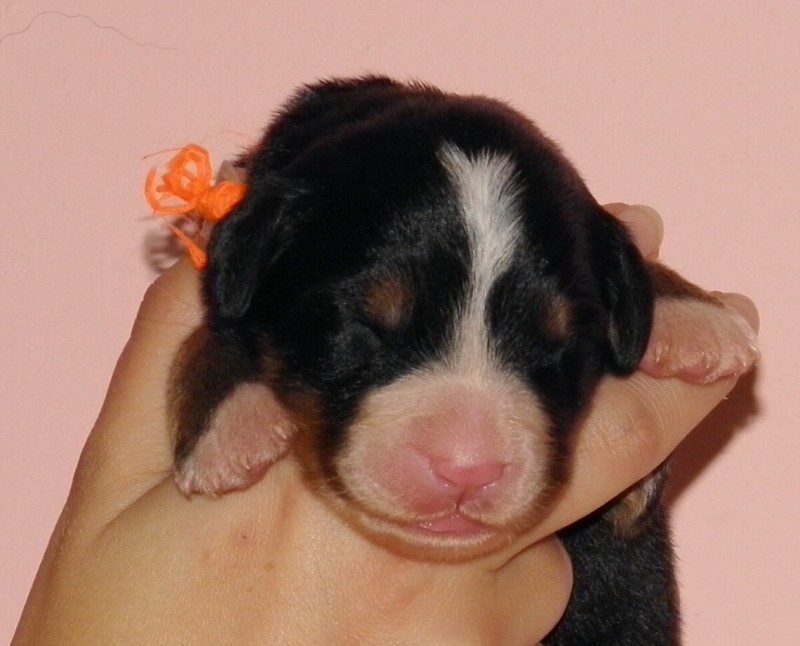fenka Wayana2 