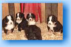 Chiron, Chris, Charlie, Charon 