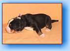 Chicco_03 