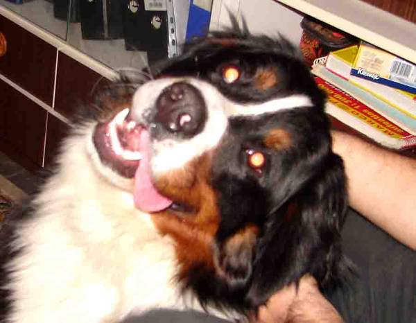 Lakýsek na návštěvě 26. 11. 2006
