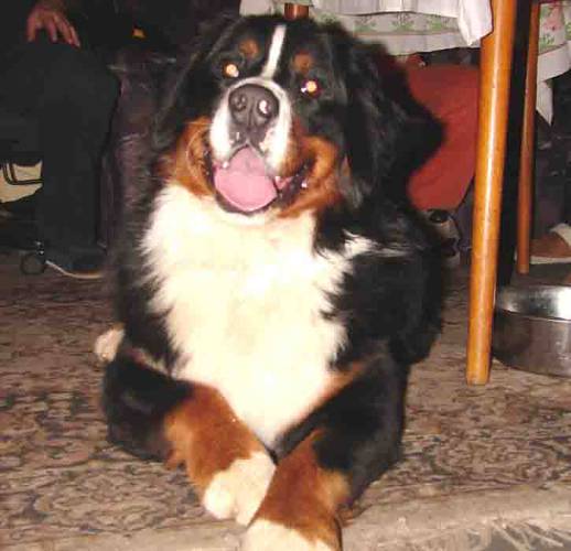 Lakýsek na návštěvě 26. 11. 2006