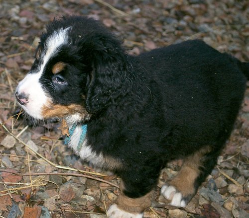 Fido 