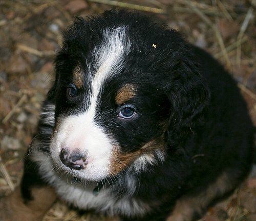 Fido1 