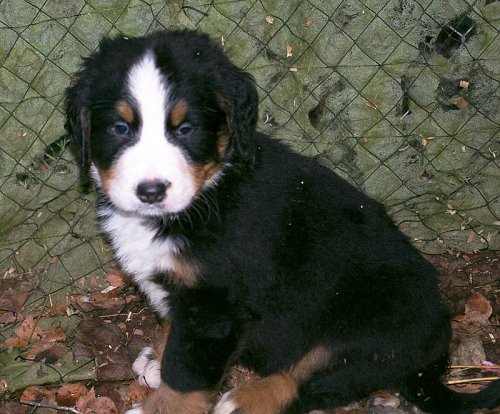 Frodo 