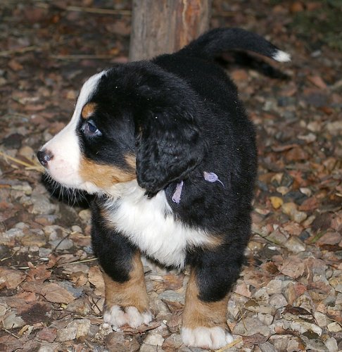 Frodo1 