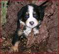 Felina chce ven 