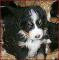 Fido usn 