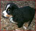 Fido 