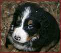 Fido1 