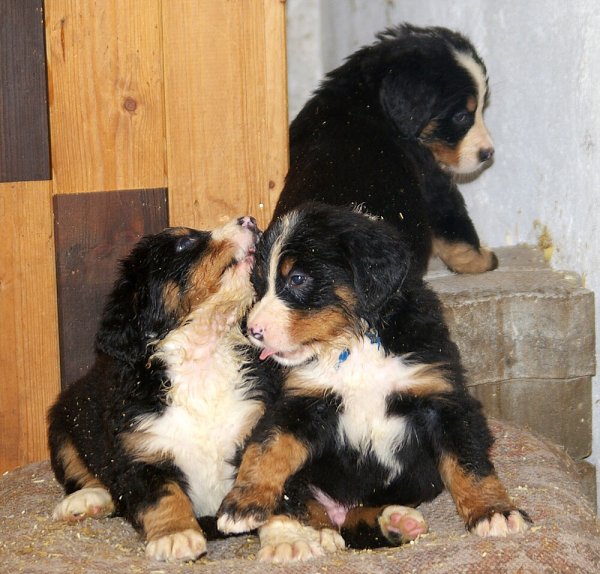 Fido_nepovdej 